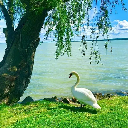 Lavender * Балатондьёрёк